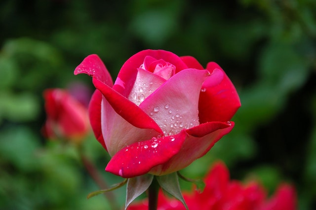 Scented Rose Plants That are Easy to Grow