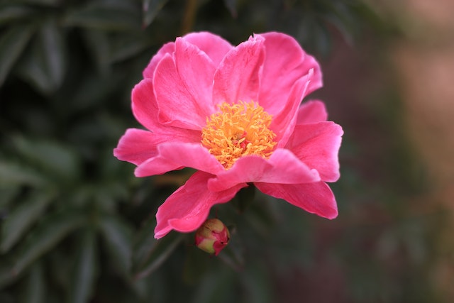 Camellias Captivate Crowds Across the Continent