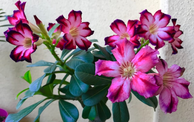 Desert Rose Poisonous